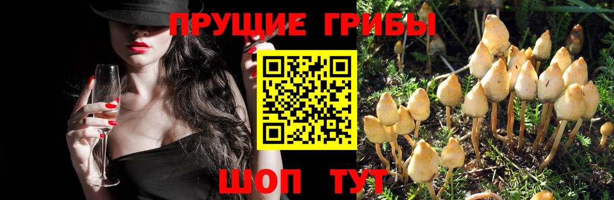 наркота  Галлюциногенные грибы Psilocybine cubensis  Вход с VPN  Грозный 